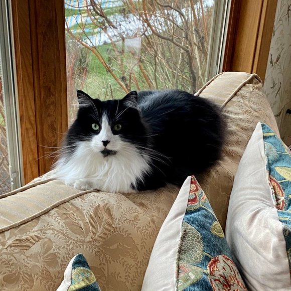 Meet your Posher, Susan - Picture 2 of 4